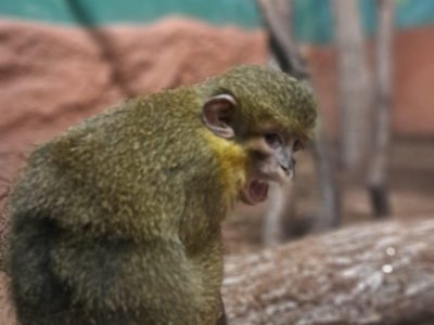 ZOO Praha